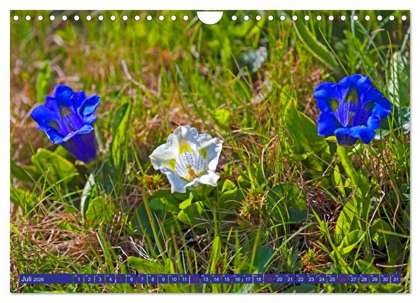 Produktbild: Meine sch&ouml;nsten Alpenblumen (Wandkalender 2026 DIN A4 quer), CALVENDO Monatskalender