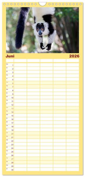Produktbild: Familienplaner 2026 - Tierisch tolles Madagaskar - Cham&auml;leons, Lemuren und mehr mit 5 Spalten (Wandkalender, 21 x 45 cm) CALVENDO