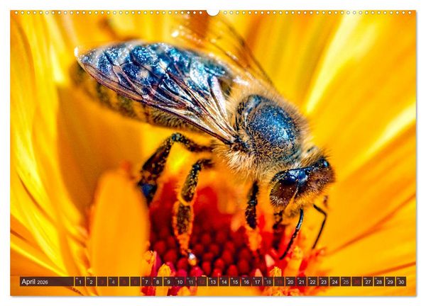 Produktbild: BIENEN - Kleine N&uuml;tzlinge ganz gro&szlig; (Wandkalender 2026 DIN A2 quer), CALVENDO Monatskalender