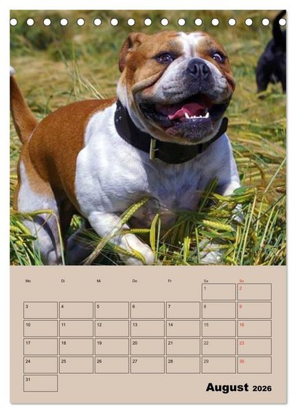 Produktbild: Bulldoggen-Gesichter (Tischkalender 2026 DIN A5 hoch), CALVENDO Monatskalender