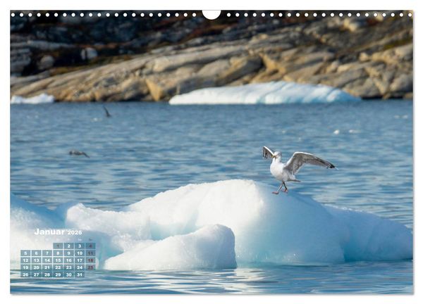 Produktbild: M&ouml;wen frech und witzig (Wandkalender 2026 DIN A3 quer), CALVENDO Monatskalender