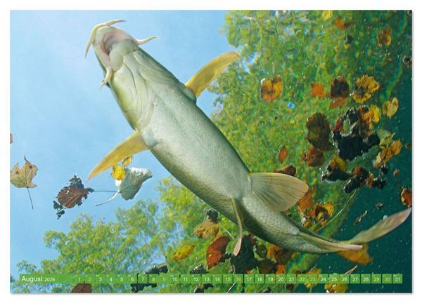 Produktbild: Forelle, Hecht und St&ouml;r: Fische in europ&auml;ischen Gew&auml;ssern (Wandkalender 2026 DIN A2 quer), CALVENDO Monatskalender