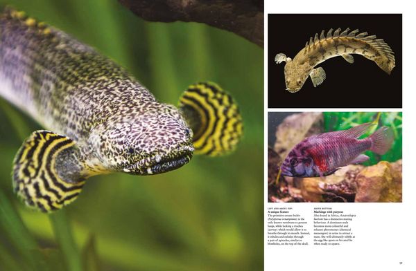 Produktbild: Tropical Fish