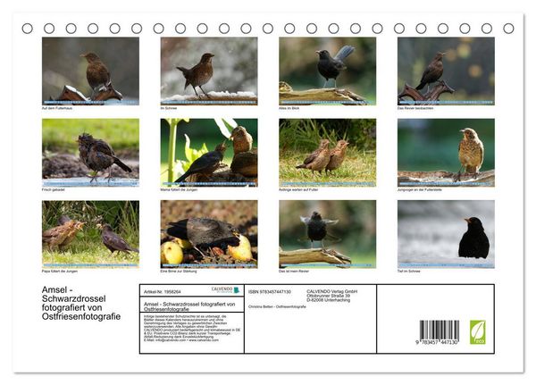 Produktbild: Amsel - Schwarzdrossel fotografiert von Ostfriesenfotografie (Tischkalender 2026 DIN A5 quer), CALVENDO Monatskalender