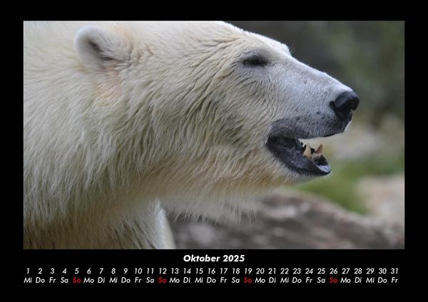 Produktbild: Pinguine & Eisb&auml;ren 2025 Fotokalender DIN A3