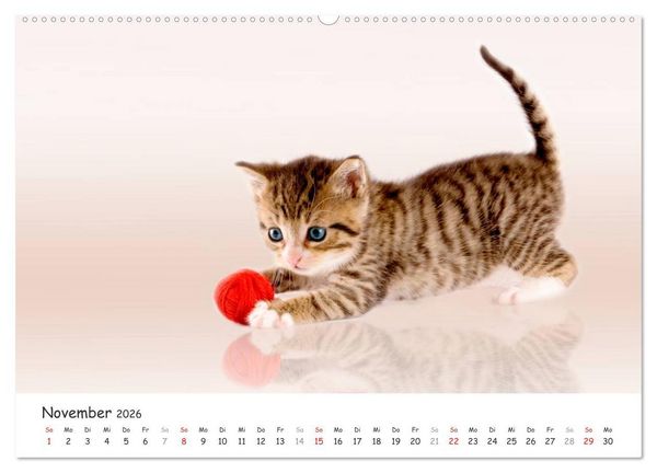 Produktbild: K&auml;tzchen 2026 (hochwertiger Premium Wandkalender 2026 DIN A2 quer), Kunstdruck in Hochglanz