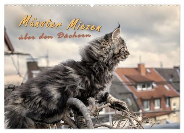 Münster Miezen - über den Dächern (Wandkalender 2026 DIN A2 quer), CALVENDO Monatskalender