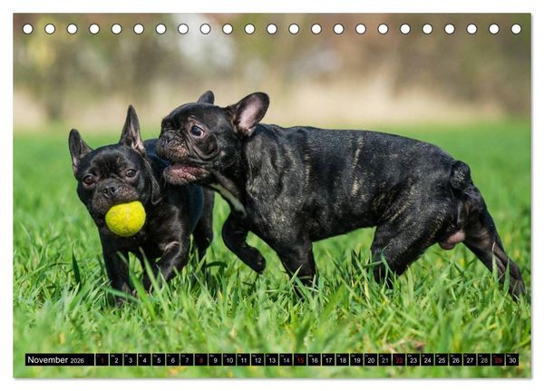 Produktbild: Franz&ouml;sische Bulldogge - Clown auf 4 Pfoten (Tischkalender 2026 DIN A5 quer), CALVENDO Monatskalender