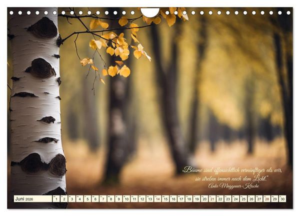 Produktbild: Waldbaden - Shinrin Yoku (Wandkalender 2026 DIN A4 quer), CALVENDO Monatskalender