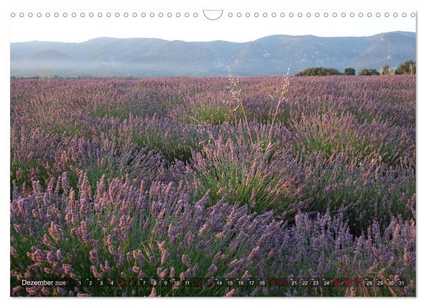 Produktbild: Lavendel. Der Duft der Provence (Wandkalender 2026 DIN A3 quer), CALVENDO Monatskalender