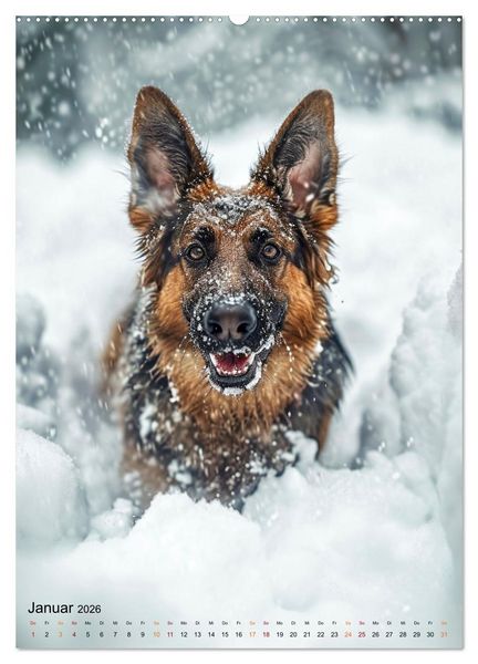 Produktbild: Deutscher Sch&auml;ferhund - mutig und zuverl&auml;ssig (hochwertiger Premium Wandkalender 2026 DIN A2 hoch), Kunstdruck in Hochglanz