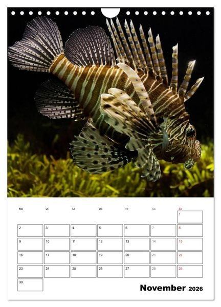 Produktbild: Zauberwelt. Fische, Korallen und Co. (Wandkalender 2026 DIN A4 hoch), CALVENDO Monatskalender
