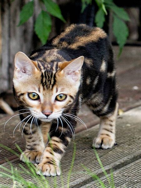 Produktbild: CALVENDO Puzzle Suki - kleine Leopardin | 1000 Teile Lege-Gr&ouml;&szlig;e 64x48cm Foto-Puzzle f&uuml;r gl&uuml;ckliche Stunden