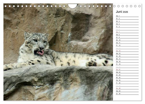 Produktbild: Der Schneeleopard (Wandkalender 2026 DIN A4 quer), CALVENDO Monatskalender