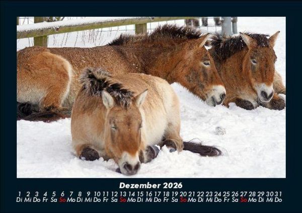 Produktbild: Die Welt der Pferde 2026 Fotokalender DIN A5