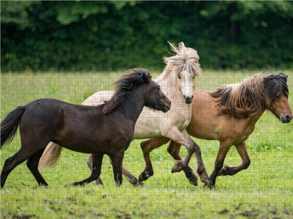 Produktbild: CALVENDO Puzzle Die Hengste jagen sich. 1000 Teile Lege-Gr&ouml;&szlig;e 64 x 48 cm Foto-Puzzle Bild von Ingo Gerlach