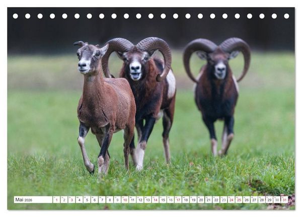 Produktbild: Emotionale Momente: Muffelwild. (Tischkalender 2026 DIN A5 quer), CALVENDO Monatskalender