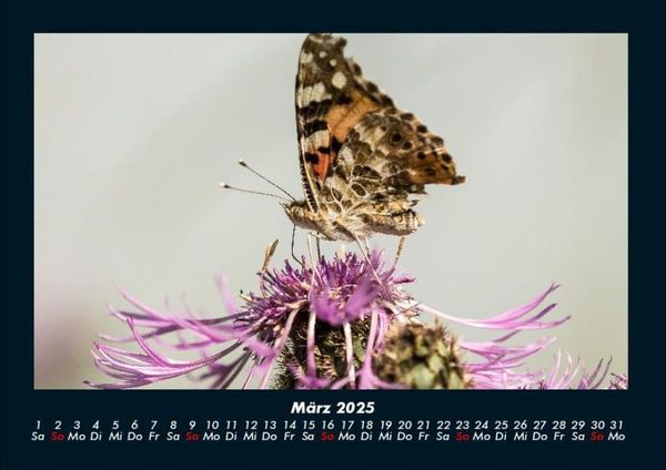 Produktbild: Bunte Pracht der Schmetterlinge 2025 Fotokalender DIN A4
