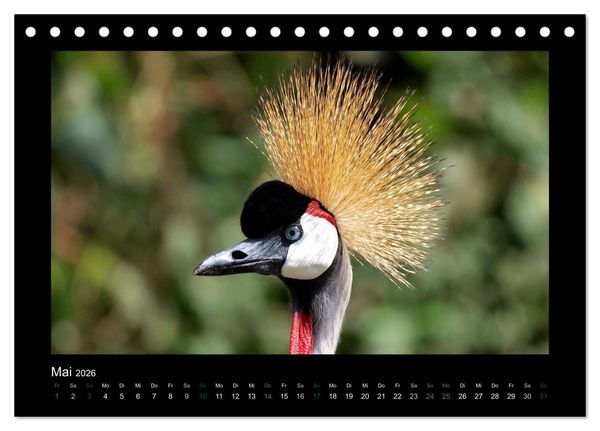 Produktbild: Wilde Tiere Afrikas (Tischkalender 2026 DIN A5 quer), CALVENDO Monatskalender