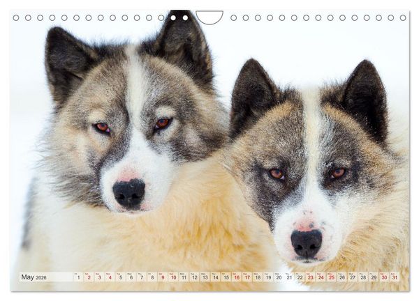 Produktbild: Greenland Dog - The Sled Dogs of Northern Greenland (Wall Calendar 2026 DIN A4 landscape), CALVENDO 12 Month Wall Calendar