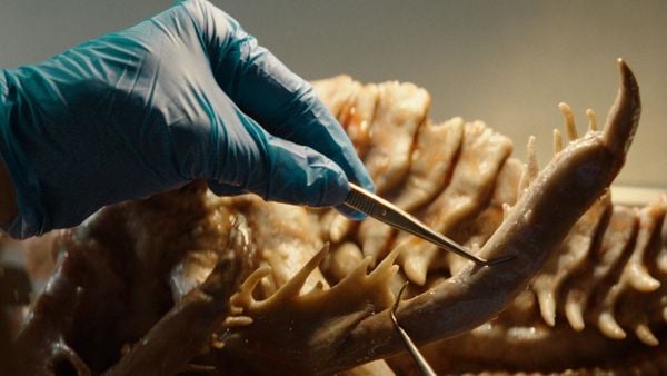 Produktbild: Kraken - Erwachen der Tiefe