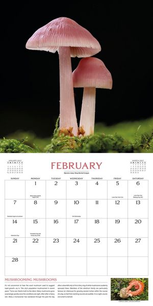 Produktbild: The Wondrous World of Mushrooms Wall Calendar 2027