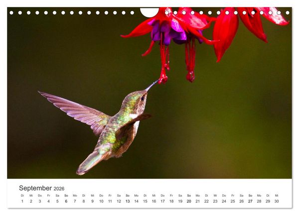 Produktbild: Kolibris - wahre Luftakrobaten (Wandkalender 2026 DIN A4 quer), CALVENDO Monatskalender