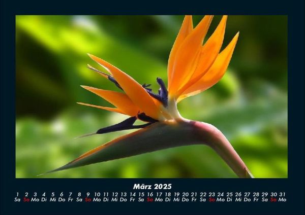 Produktbild: Blumentr&auml;ume 2025 Fotokalender DIN A4
