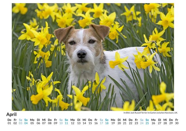 Produktbild: Tiere in der Natur