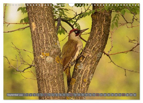 Produktbild: V&ouml;gel ganz nah (Wandkalender 2026 DIN A3 quer), CALVENDO Monatskalender