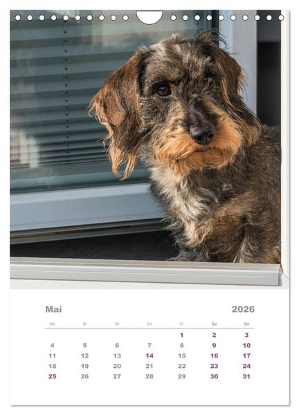 Produktbild: Dackel(augen)blicke (Wandkalender 2026 DIN A4 hoch), CALVENDO Monatskalender