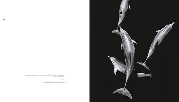Produktbild: The Sea of Dreams