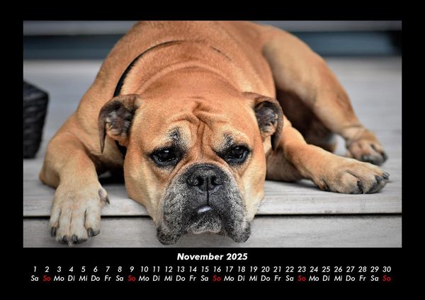Produktbild: Hundezauber 2025 Fotokalender DIN A3