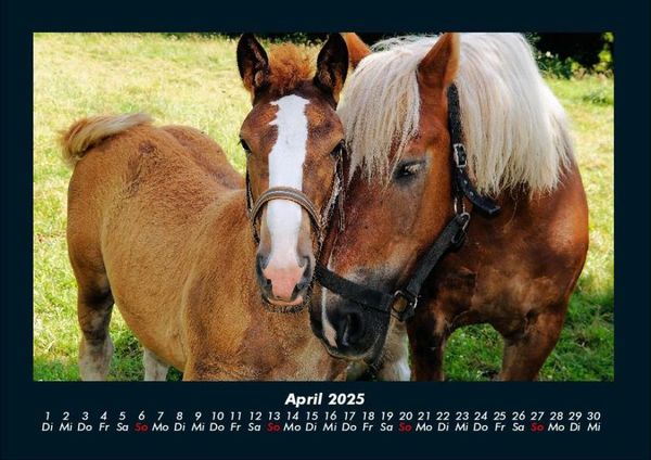Produktbild: Die Welt der Pferde 2025 Fotokalender DIN A4