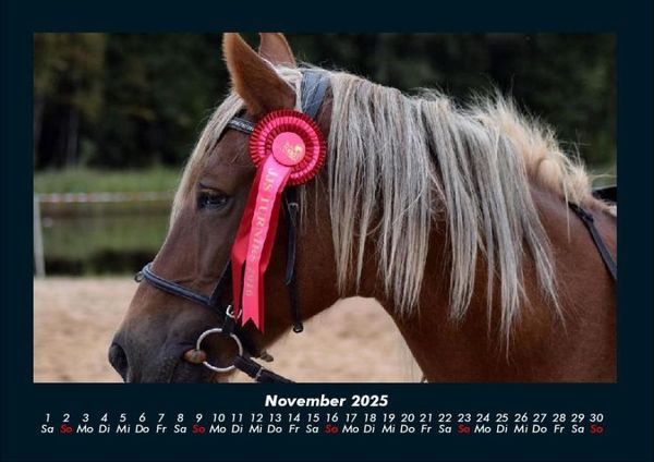 Produktbild: Pferde Kalender 2025 Fotokalender DIN A4