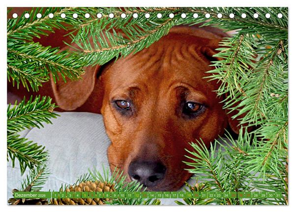 Produktbild: Rhodesian Ridgeback Augen-Blicke (Tischkalender 2026 DIN A5 quer), CALVENDO Monatskalender