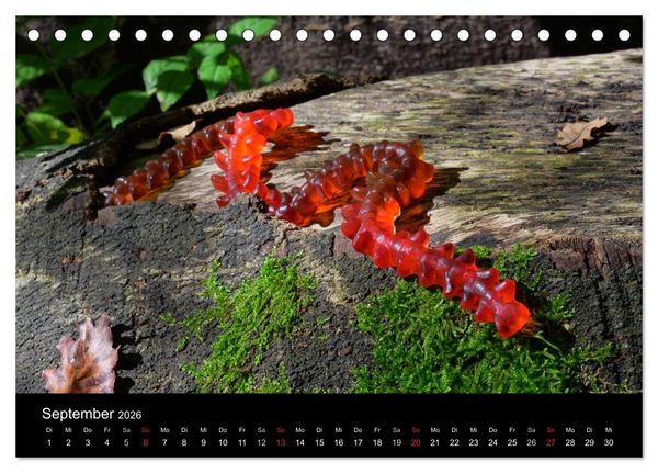 Produktbild: Die Welt der Fruchtgummis (Tischkalender 2026 DIN A5 quer), CALVENDO Monatskalender