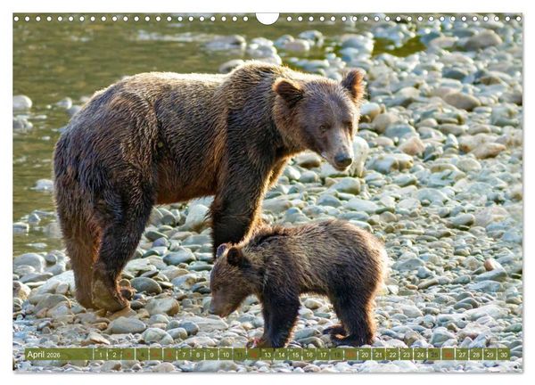 Produktbild: B&auml;r, Wolf und Co - Tiere Nordamerikas (Wandkalender 2026 DIN A3 quer), CALVENDO Monatskalender