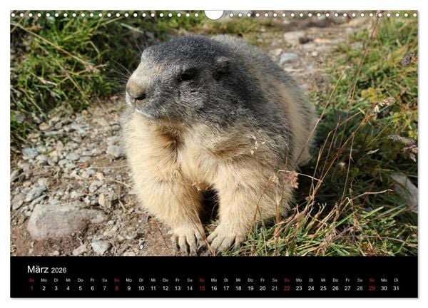 Produktbild: Murmeltiere (Wandkalender 2026 DIN A3 quer), CALVENDO Monatskalender