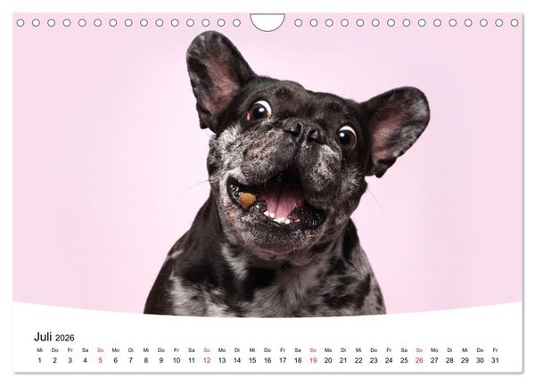Produktbild: Bullys - Franz&ouml;sische Bulldoggen 2026 (Wandkalender 2026 DIN A4 quer), CALVENDO Monatskalender