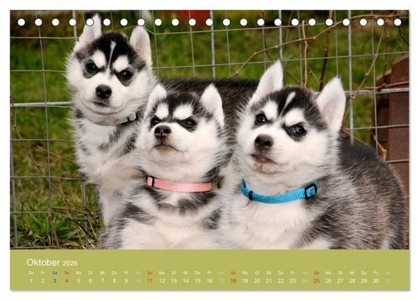 Produktbild: Husky Welpen (Tischkalender 2026 DIN A5 quer), CALVENDO Monatskalender