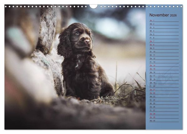 Produktbild: Englische Cocker Spaniel Welpen (Wandkalender 2026 DIN A3 quer), CALVENDO Monatskalender