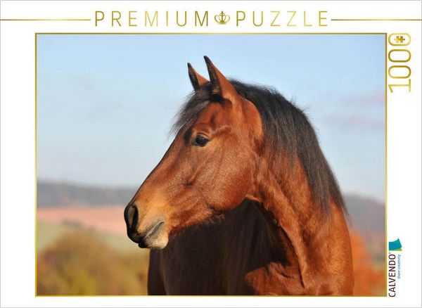 Produktbild: CALVENDO Puzzle Pferd Junghengst Portr&auml;t | 1000 Teile Lege-Gr&ouml;&szlig;e 64x48cm Foto-Puzzle f&uuml;r gl&uuml;ckliche Stunden