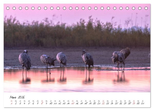 Produktbild: Kraniche am Schlafplatz - im Naturparadies der Mecklenburgischen Seenplatte (Tischkalender 2026 DIN A5 quer), CALVENDO Monatskalender