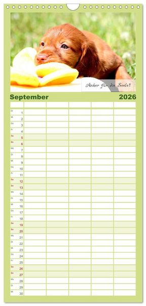 Produktbild: Familienplaner 2026 - Magyar Vizsla - Zauberhafte Kobolde mit 5 Spalten (Wandkalender, 21 x 45 cm) CALVENDO