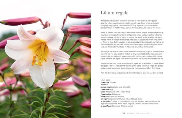 Produktbild: Lilies