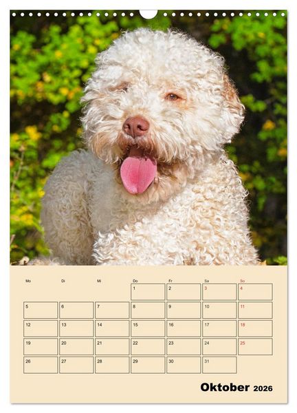 Produktbild: Jahresplaner Lagotto Romagnolo (Wandkalender 2026 DIN A3 hoch), CALVENDO Monatskalender