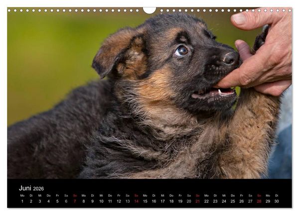 Produktbild: Deutscher Sch&auml;ferhund - Welpen (Wandkalender 2026 DIN A3 quer), CALVENDO Monatskalender