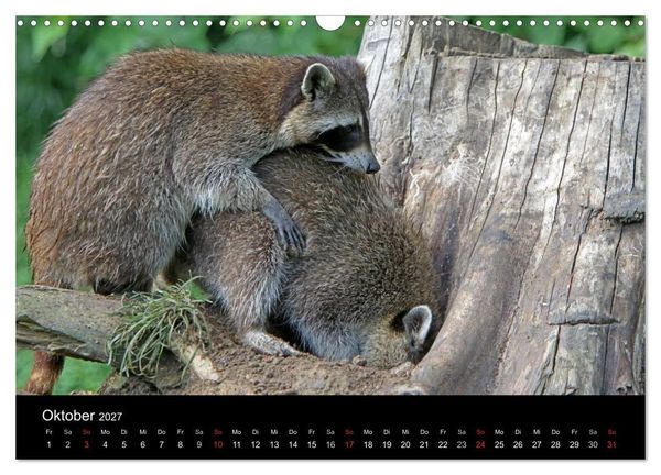 Produktbild: Waschb&auml;ren (Wandkalender 2027 DIN A3 quer), CALVENDO Monatskalender