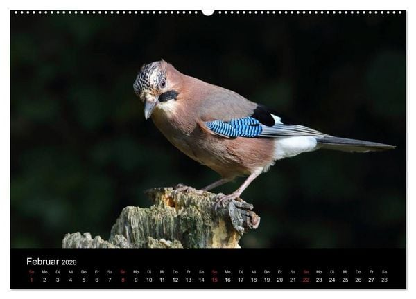Produktbild: Eichelh&auml;her der Waldpolizist (hochwertiger Premium Wandkalender 2026 DIN A2 quer), Kunstdruck in Hochglanz